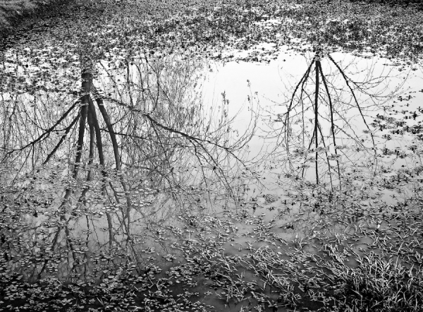 Photograph Horacio Di Nunzio Autumn on One Eyeland